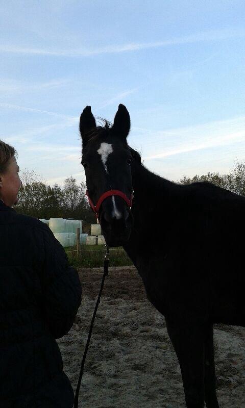 Dansk Varmblod Puma min elskede <3 himmelhest R.IP - På banen billede 19