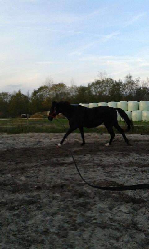 Dansk Varmblod Puma min elskede <3 himmelhest R.IP - Galop i longe billede 22