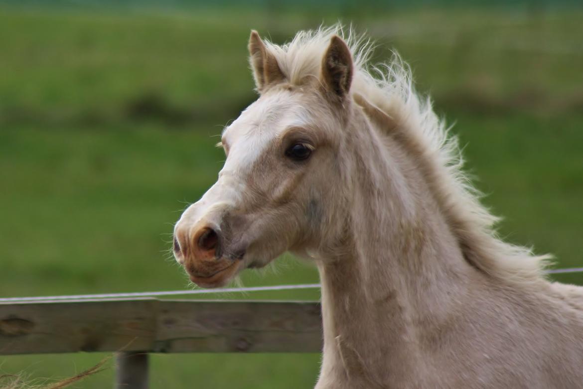 Welsh Cob (sec D) MELANDERS WILL TURNER *Avlshingst* - Nov. nu 4 måneder gammel billede 7