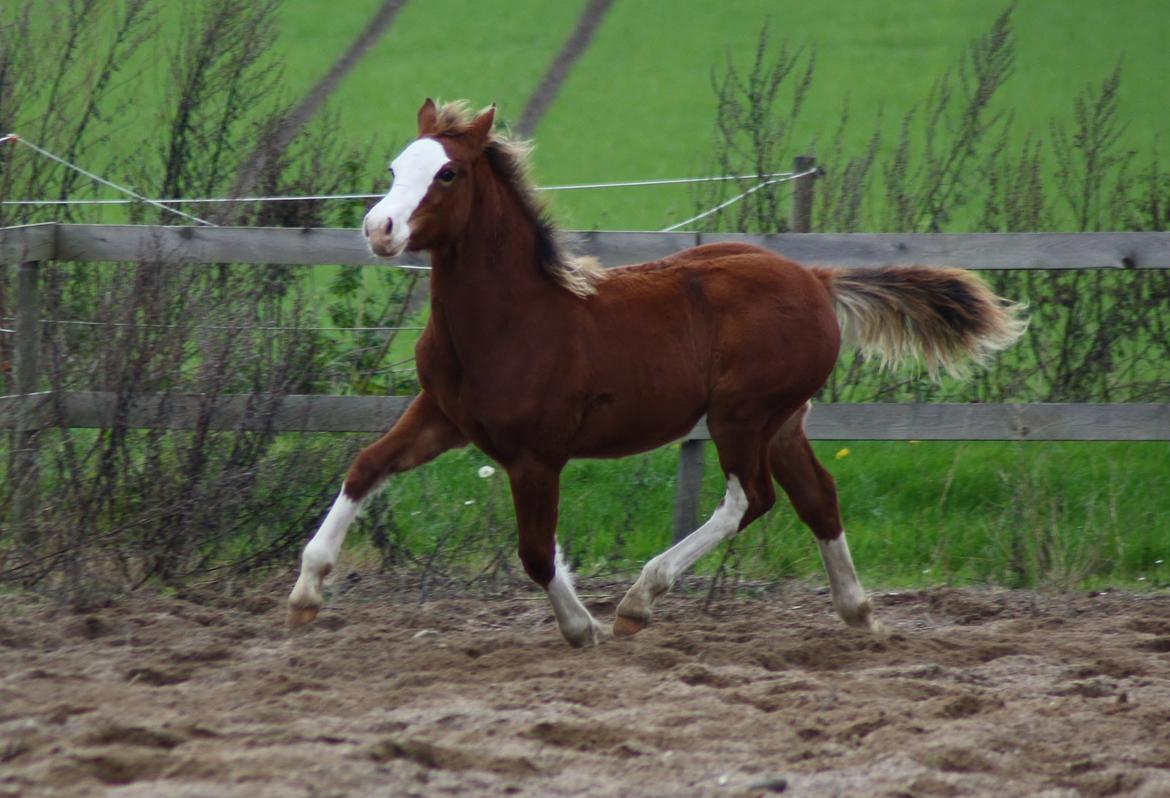 Welsh Cob (sec D) Melanders Flora - Nov.2014 nu 5,5 måned  billede 40
