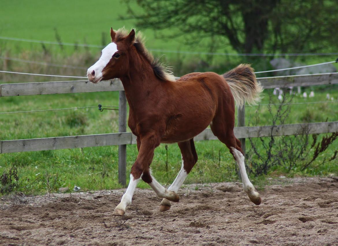 Welsh Cob (sec D) Melanders Flora - Nov.2014 nu 5,5 måned billede 41