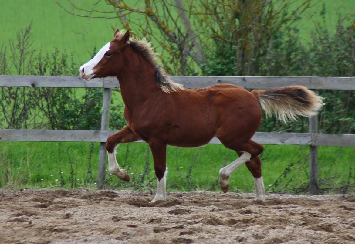 Welsh Cob (sec D) Melanders Flora - 2014 nov. nu 5,5 måned billede 42