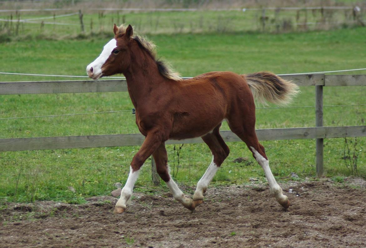 Welsh Cob (sec D) Melanders Flora - Nov 2014. nu 5,5 måned billede 43