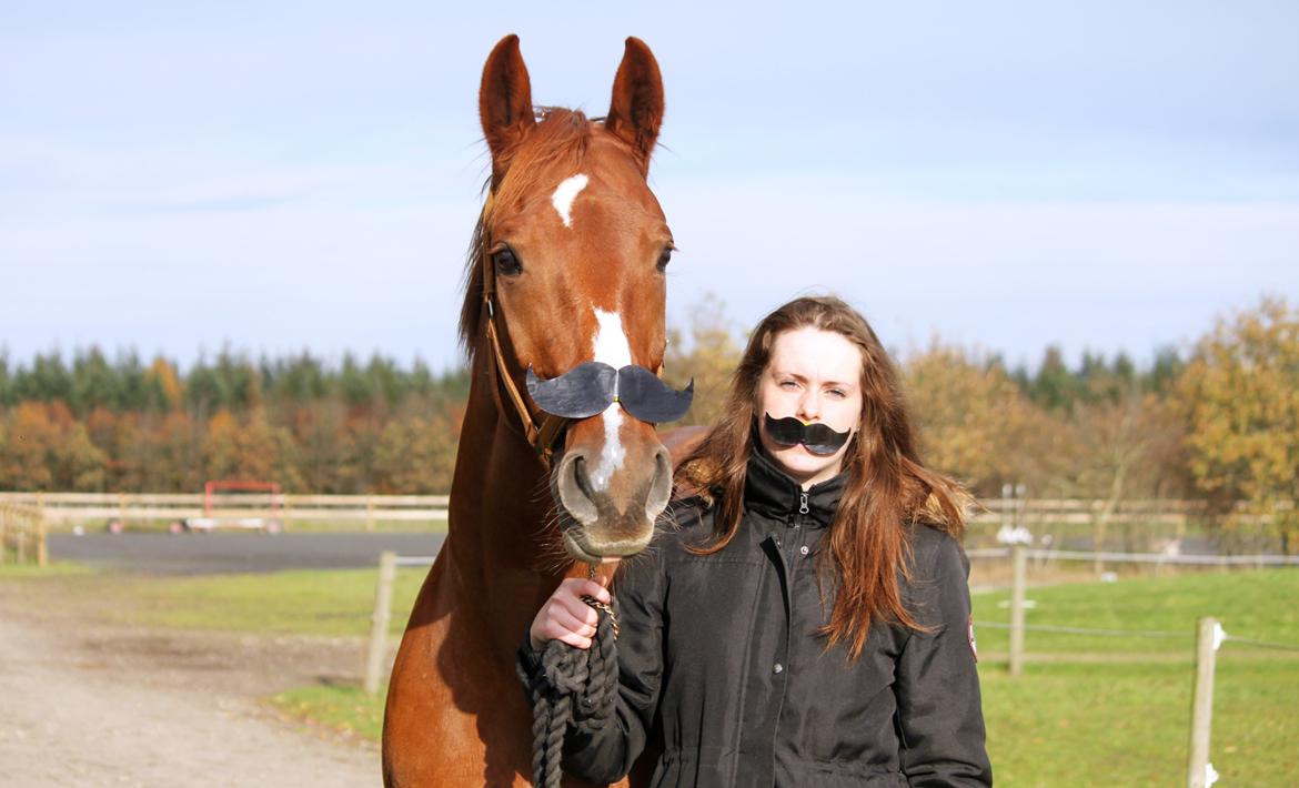 Dansk Varmblod Monique billede 6