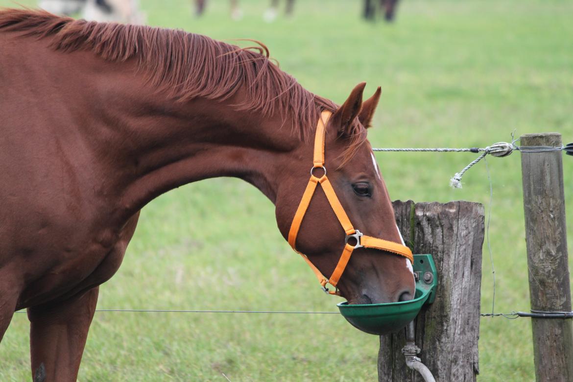 Dansk Varmblod Monique billede 18
