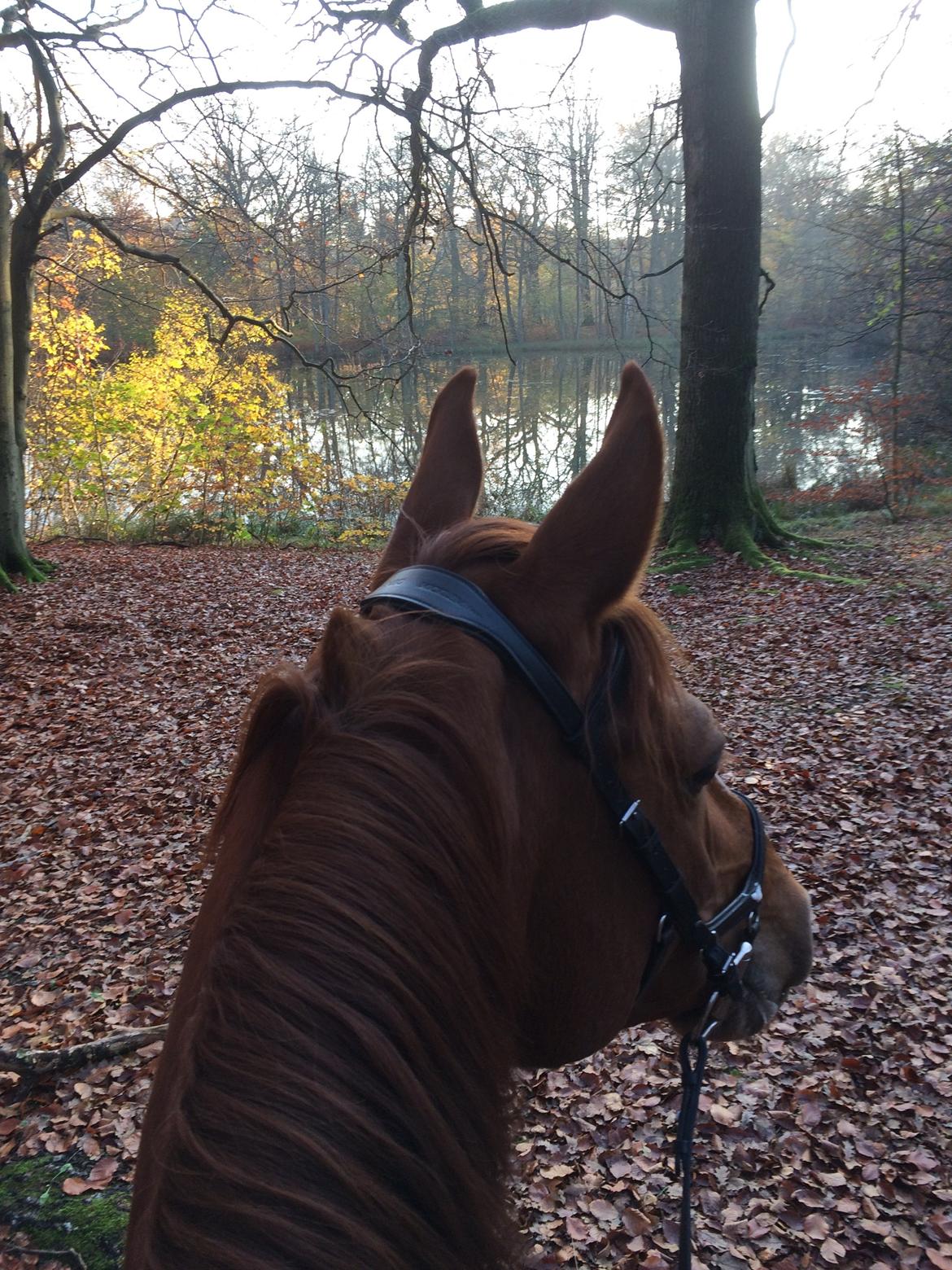 Dansk Varmblod Fiona - På skovtur i Rude Skov billede 11