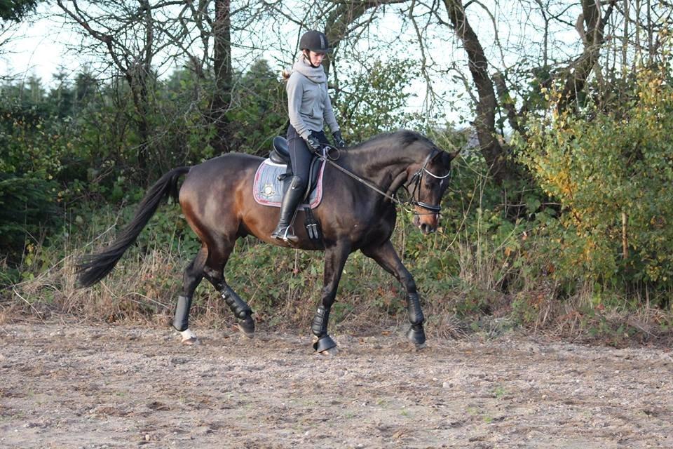 Dansk Varmblod Midt-West Sky Walker - Ikke tag jer af min opstilling, jeg kommer lige fra pony. Men det bliver bedre :) billede 3