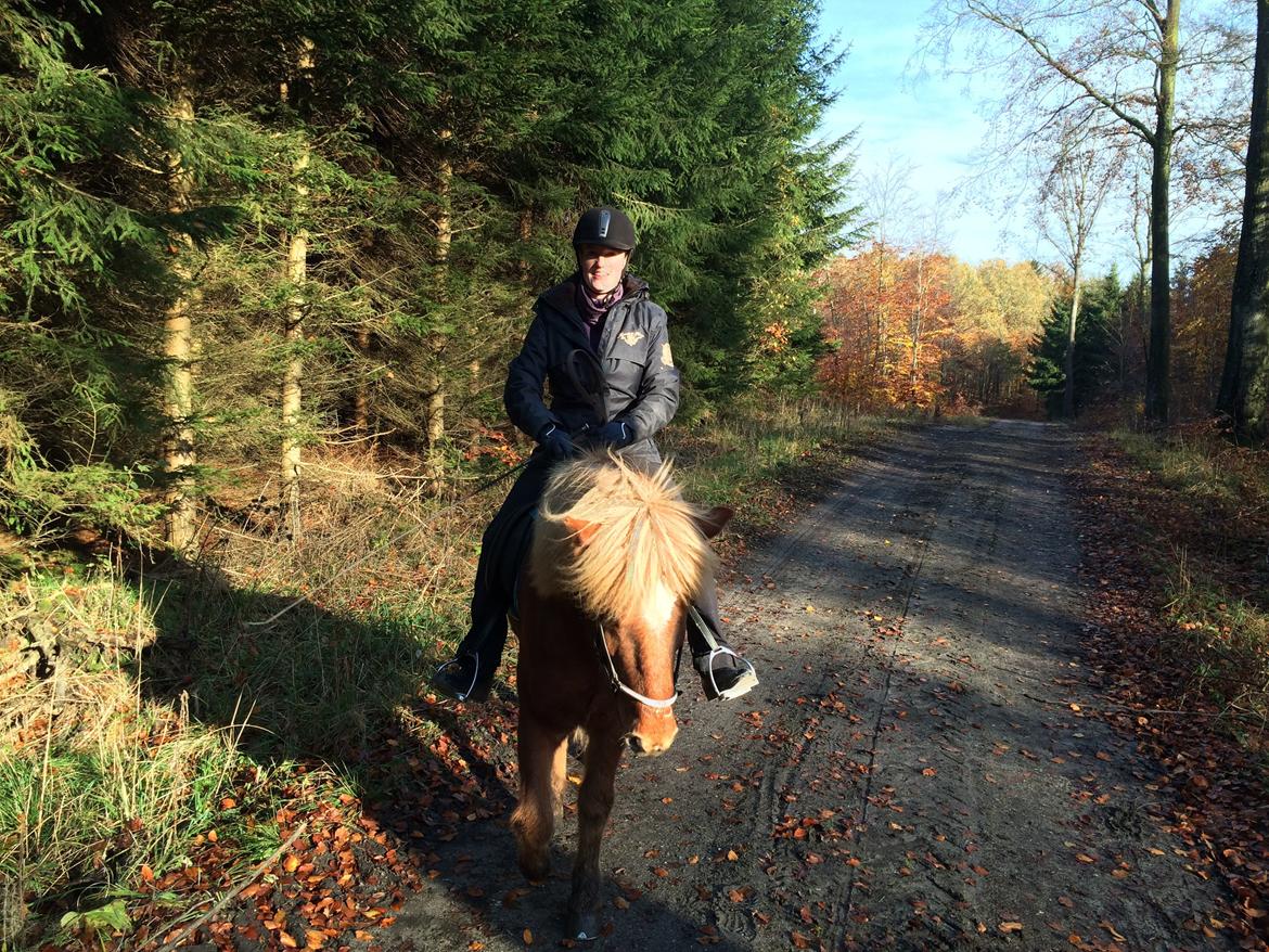 Islænder Baldi fra Nordbjerg billede 9