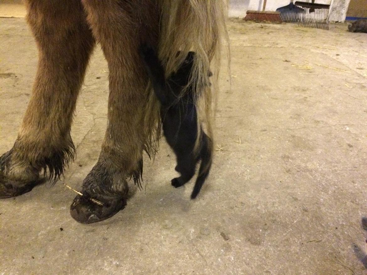 Islænder Baldi fra Nordbjerg billede 10