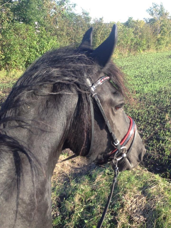 Frieser Hilde fan breuningswyck billede 13