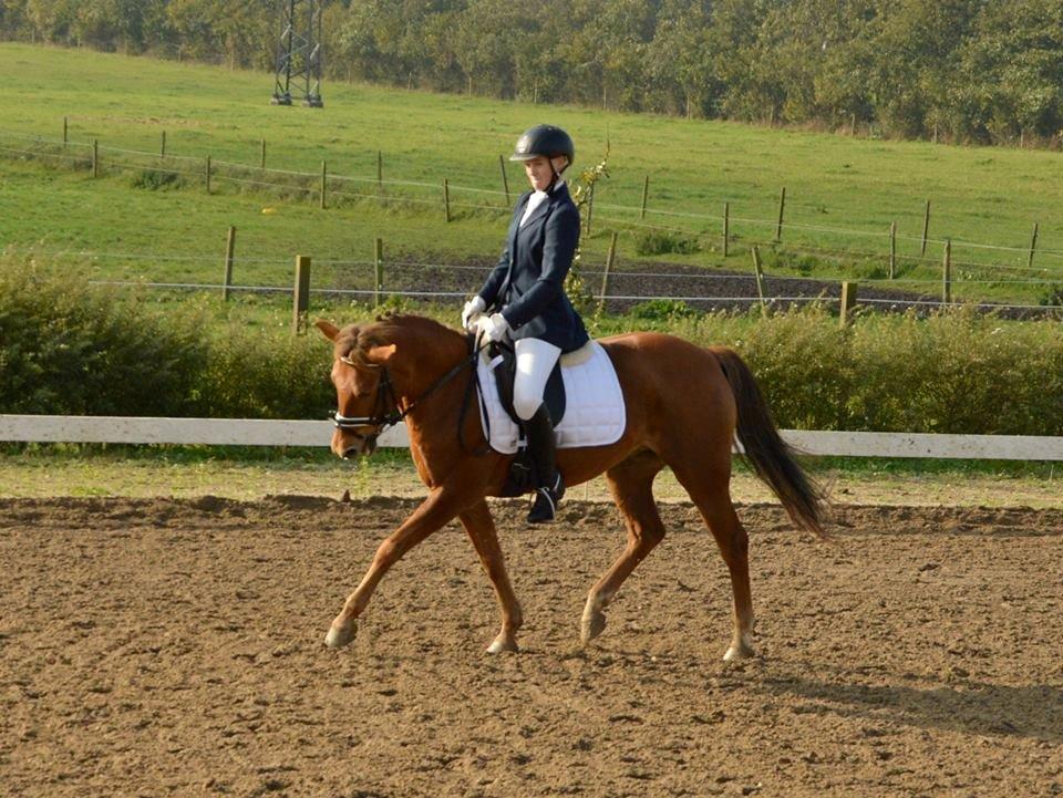 New Forest Flying Red Chili - Klubmesterskab i dressur, Haslev Køre- og rideforening billede 8