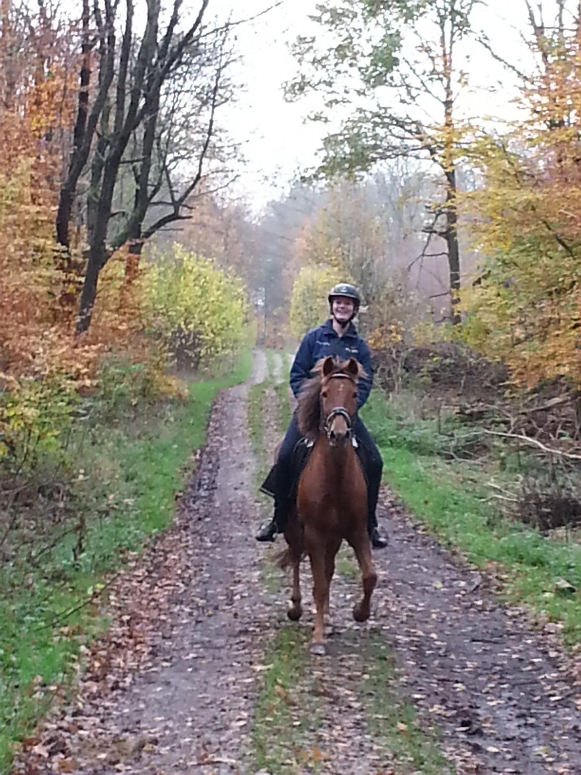 New Forest Flying Red Chili - Hyggetur i skoven billede 15