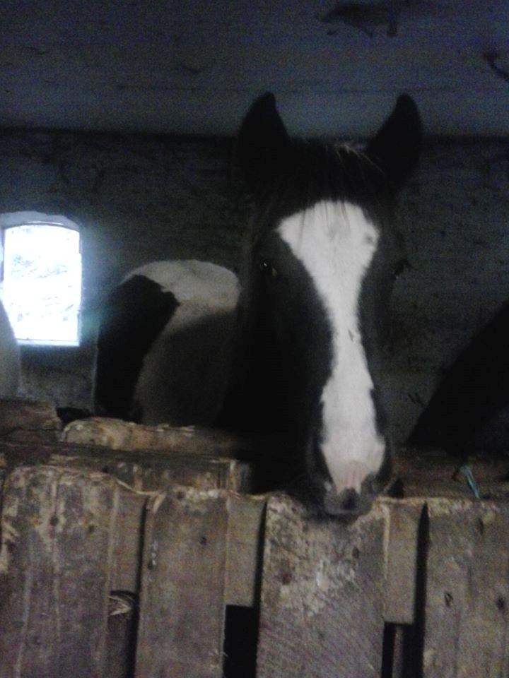 Irish Cob Geronimo billede 10