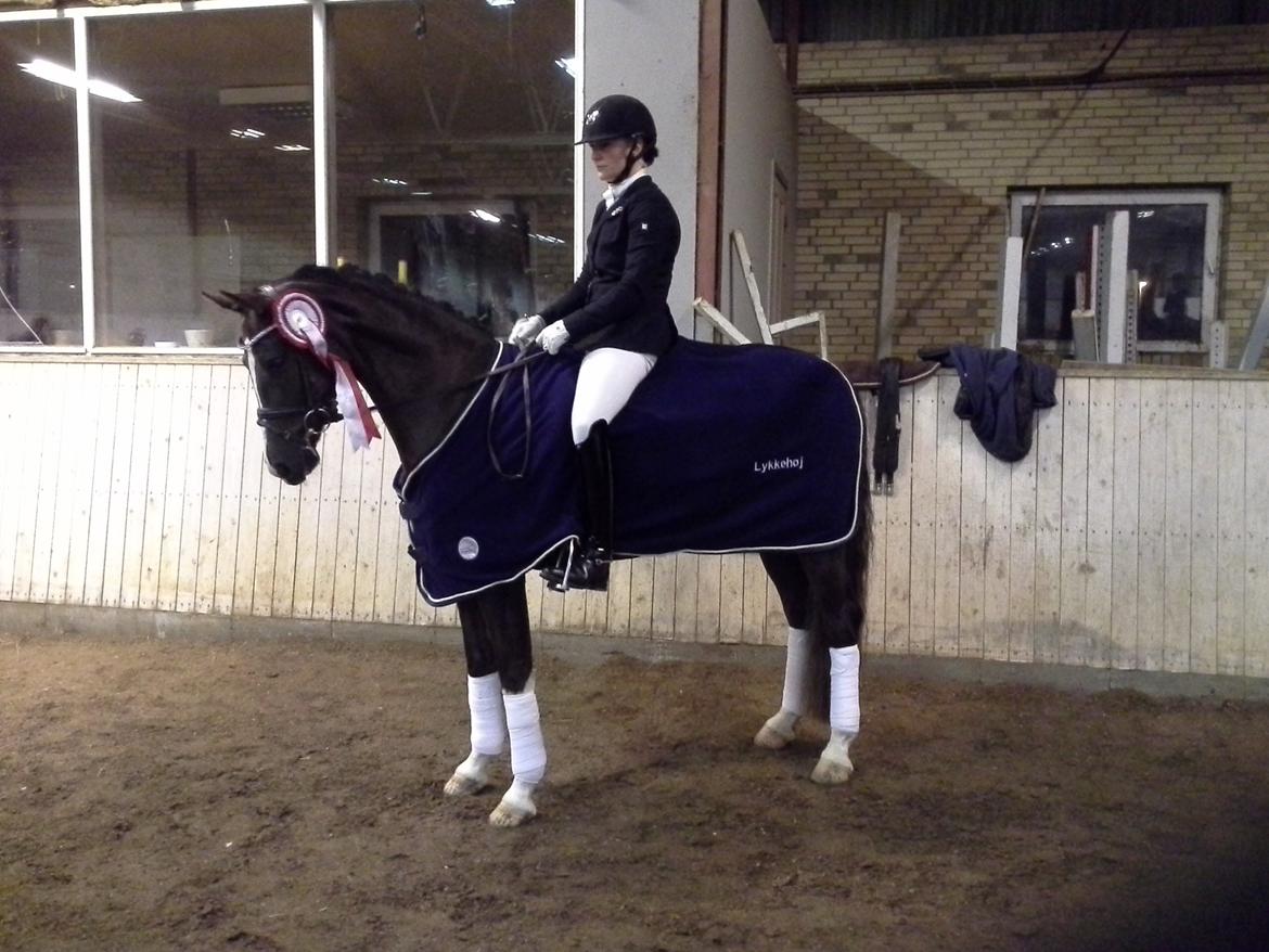 Welsh Partbred (Sec F) Struntze's MasterPiece BRSDH 630 - Vinder af 4 års championaterne 2014 - Hvor er jeg stolt af min egen ( første ) avlede pony  billede 5