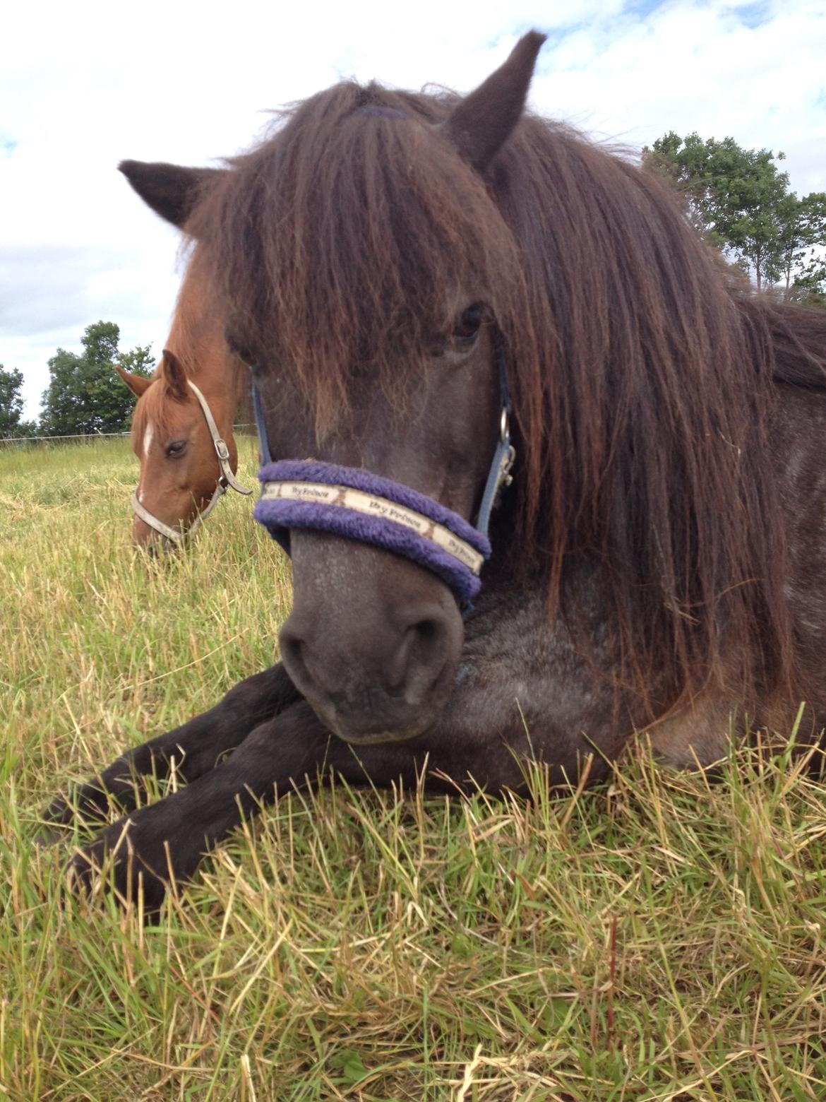 Shetlænder Shazu  billede 13