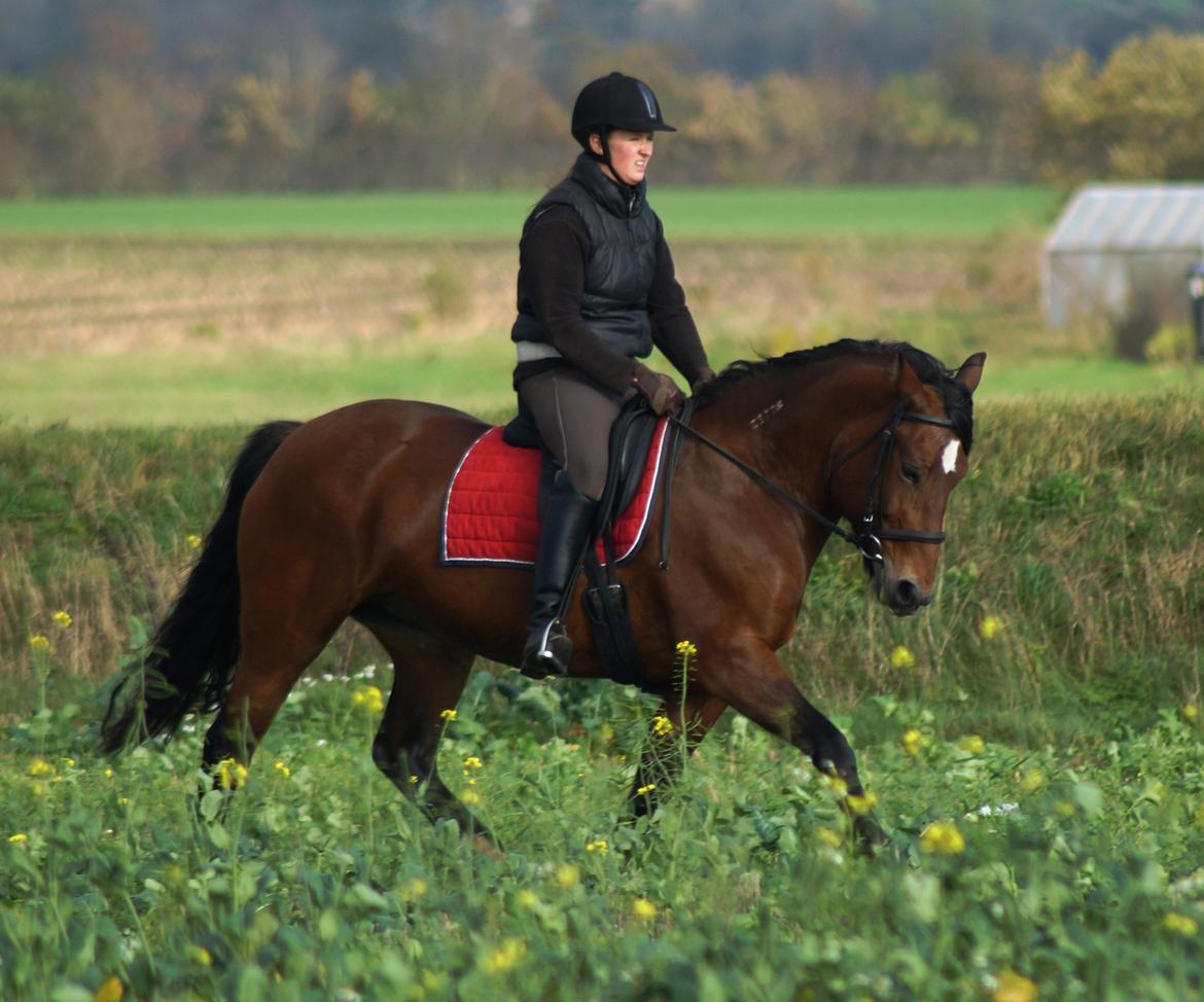 Koldblodstraver Månsessan (Månse) billede 15