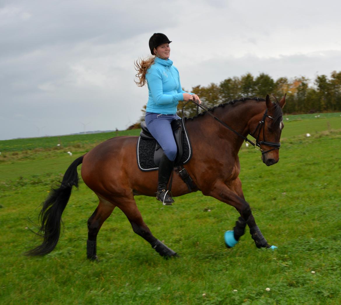 Dansk Varmblod Ni-ChAn´s Marquis-Acheron - Taget af Banner Foto billede 2