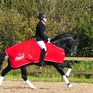 New Forest Vognmandgårdens bentley