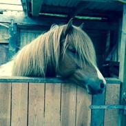 Islænder Táta fra Bakken