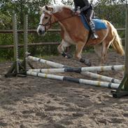 Tyroler Haflinger Stella