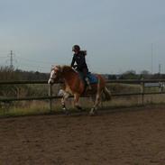 Tyroler Haflinger Stella