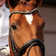 Hannoveraner Lacorado