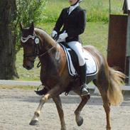 New Forest Elmholts Rekord