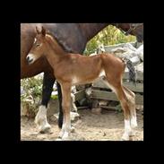 Welsh Pony af Cob-type (sec C) Gribsvads Rhapsodi
