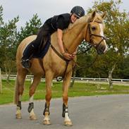 Palomino Tarzan