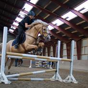 Palomino Tarzan