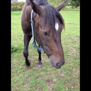 Oldenborg Zejr østerdovergaard 