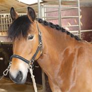 Anden særlig race Toffee