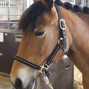 Anden særlig race Toffee