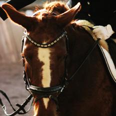 Anden særlig race Sunrise *Sunnie*