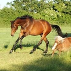 Dansk Varmblod Soul Mate