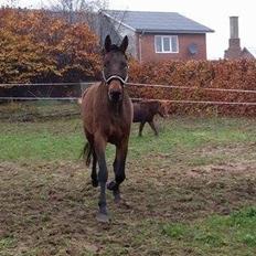 Dansk Varmblod Soul Mate