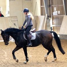 Tysk Oldenburger Marschall Af Hvarre (Dino)