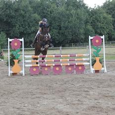 Tysk Oldenburger Marschall Af Hvarre (Dino)