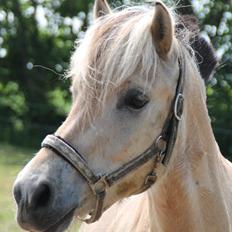 Fjordhest Raket Møldrup