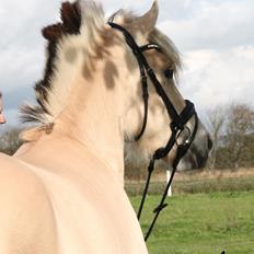 Fjordhest Raket Møldrup