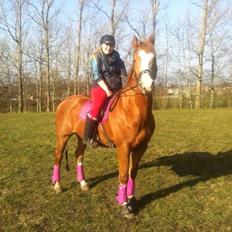 Engelsk Varmblod Edward<3 