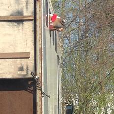 Engelsk Varmblod Edward<3 