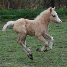 Welsh Mountain (sec A) Greenhills Spot on