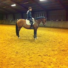 Trakehner Isis