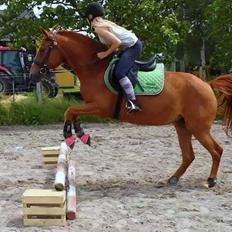 Pinto Schillinggaards Annabell