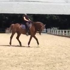 Welsh Pony af Cob-type (sec C) Pinell Nyberg<3