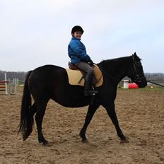 New Forest Oddens Siera