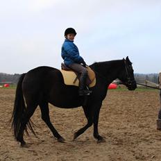 New Forest Oddens Siera