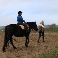 New Forest Oddens Siera