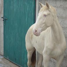 Lusitano Eterea